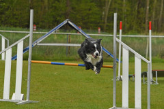 BHV-Agility-wedstrijd-20-04-24-20