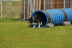 BHV-Agility-wedstrijd-20-04-24-28