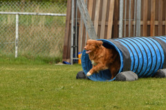 BHV-Agility-wedstrijd-20-04-24-29