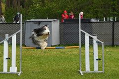 BHV-Agility-wedstrijd-20-04-24-31