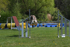 BHV-Agilitywedsrijd-19-4-2025-13