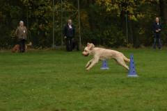 Honden-in-actie-1