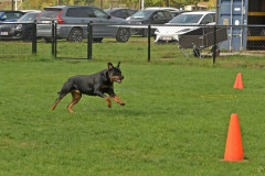 Honden-in-actie-10