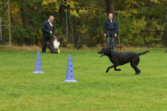 Honden-in-actie-2