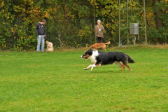 Honden-in-actie-3
