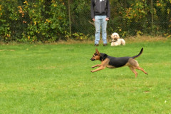 Honden-in-actie-4