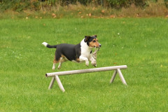 Honden-in-actie-5