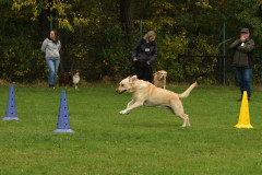 Honden-in-actie-6