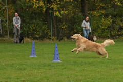 Honden-in-actie-7