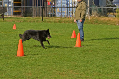 Honden-in-actie-9